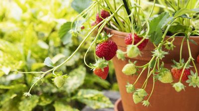 How to Overwinter Strawberries in Pots to Protect Plants From Frosts and Keep Future Harvests Safe