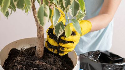 Fall houseplant care: One mistake to avoid and 7 tips to help them thrive