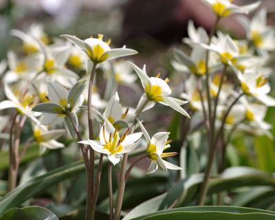 Plant wild tulips, rather than showier varieties, for a meadowy garden look come spring