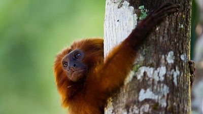 Plant and animal extinctions slow but experts warn human activity still poses ‘significant’ risks