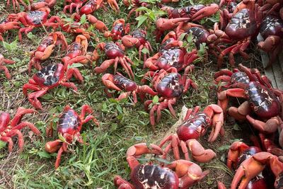 Video: Millions of Christmas Island crabs begin epic migration