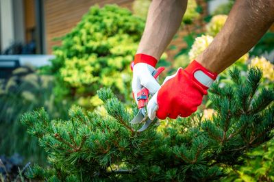 Why Evergreen Plantings Provide More Than Color