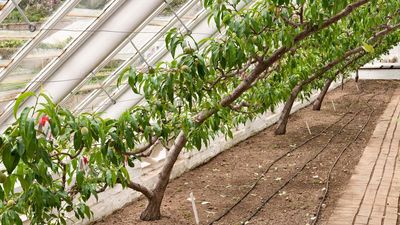 This Victorian Garden Staple is the Secret to Bumper Peach Harvests in Cold, Wet Climates – It Prevents Leaf Curl, Pest Problems, and Frost Damage