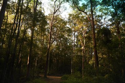 As the Coalition shows its colours on nature, Labor faces a question: will it really protect Australia’s wildlife?