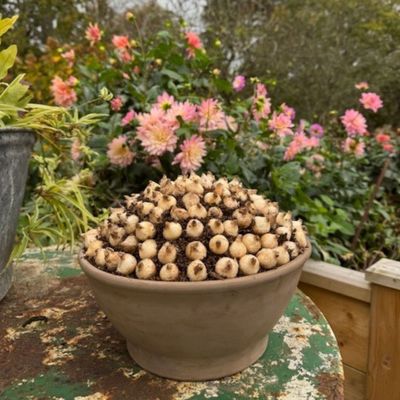 This spiral spring bulb hack is perfect for a tabletop – it looks great even before it flowers!