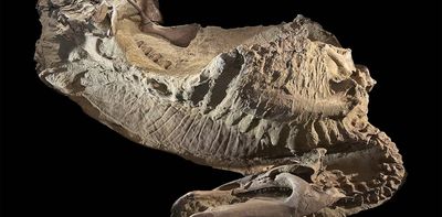 Dinosaur ‘mummies’ help scientists visualize the fleshy details of these ancient animals