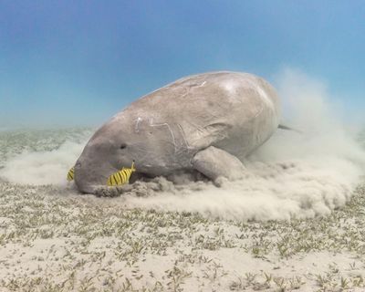 Don’t let the dugong follow the sea cow