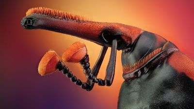 Shot with an APS-C DSLR from 2008, this extraordinary image shows what macro photography can reveal