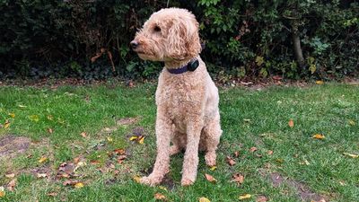 FindMy for Fido – the Life360 GPS tracker helps you keep tabs on your precious pooch