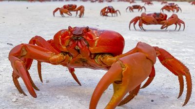 Claws out: booming population of red crabs on the march