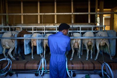 African migrants learn shepherding in Spain, in photos