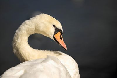 ‘A problematic species’: California to allow hunting of ‘very aggressive’ swans