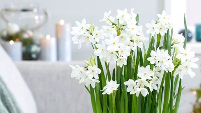 How to Grow Paperwhites in Time for Christmas — Our Guide to When You Should Begin Planting and How to Care for Them Thereafter