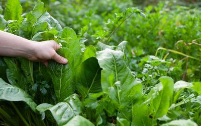 7 Crops That Love Shorter Days