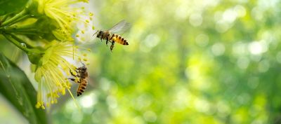 Why Bees Seek Late-Blooming Flowers in Autumn