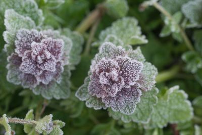 How Frost Heaves Damage Roots in Winter