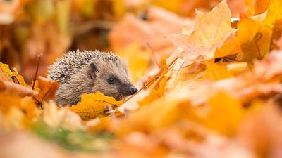 Essential advice to help garden wildlife in autumn – experts share tips to support birds, hedgehogs, butterflies and more