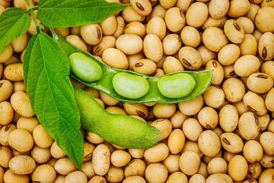 China Doesn't Need US Beans: Teucrium MD On Why Soybean ETF Investors Are Staying Bullish