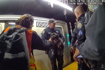 Moose on the loose: Runaway dog pulled from under train tracks at busy New York station