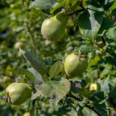 Where to plant fruit trees for huge, delicious harvests every year – we've broken down the ideal spot and soil type