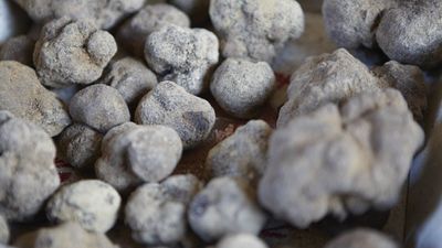 Can You Grow Truffles? An Expert Reveals You Can Cultivate This Luxury Product – But it is Far From Simple