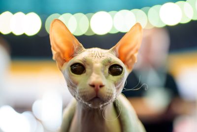 Photos from the world's largest cat show, as 1,000 felines and their fans gather in Romania