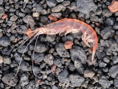 Antarctic krill: how did a paperclip-sized crustacean cause a diplomatic row – and why are they so important?