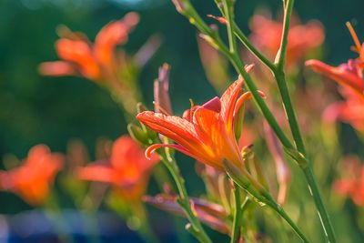 8 Perennials That Should Always Be Cut Back Now