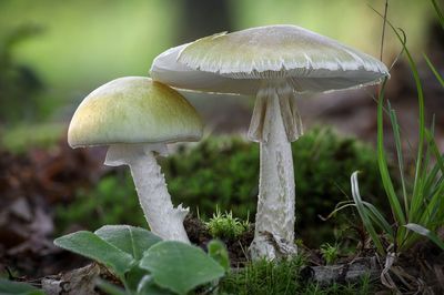 How Fungi Network Stronger in Autumn Soils