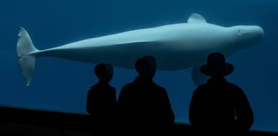 The fate of Marineland’s belugas expose the ethical cracks in Canadian animal law