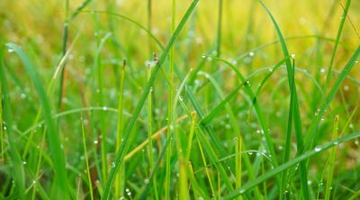 Why Morning Dew Affects Disease Rates in Fall