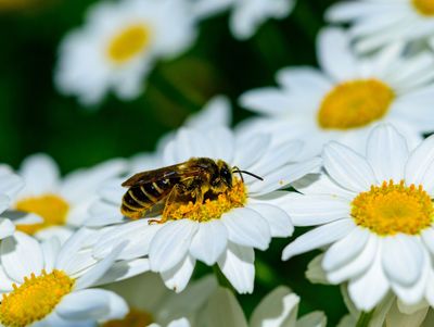 7 Garden Tasks to Protect Bees in Autumn