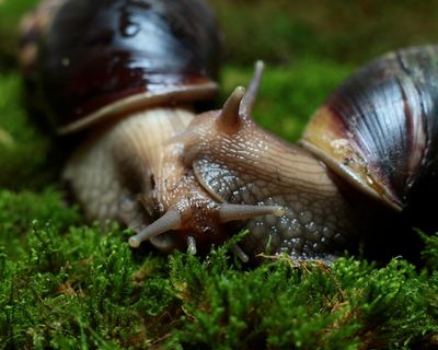 Readers reply: Why aren’t more animals hermaphrodites?