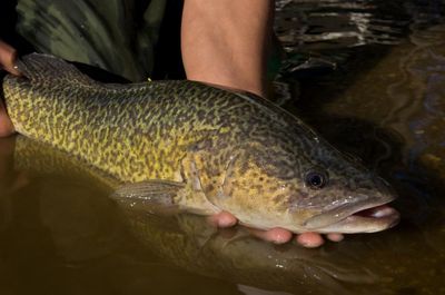 The not-so-little Murray cod that could: fish tracked swimming 900km along Australia’s biggest river system