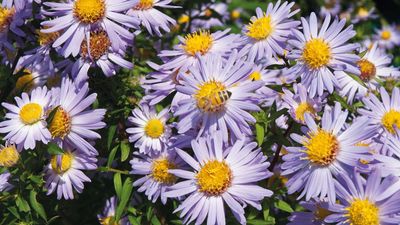 What To Do With Asters in the Fall After Flowering to Guarantee Another Spectacular Display Next Year