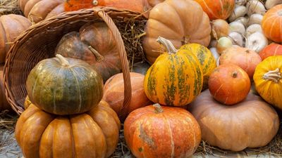How to grow pumpkins from seeds – gardening experts share top tips for these seasonal staples