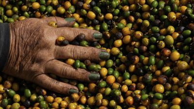 How Brazil’s booming coffee industry is driving deforestation