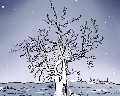 Spooky eucy! Let’s celebrate the haunting beauty of Australia’s gum trees this Halloween