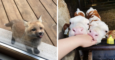 115 Baby Animals That Are So Cute, Your Brain Might Not Comprehend How It’s Possible