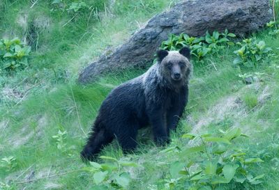 Bear attack survival tips released in Japan as encounters surge