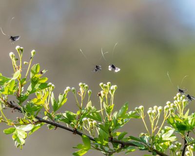Night-flying insects over UK in decline, weather radar study reveals