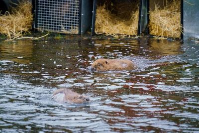 Beavers released into Highlands in moment of ‘wildlife history’