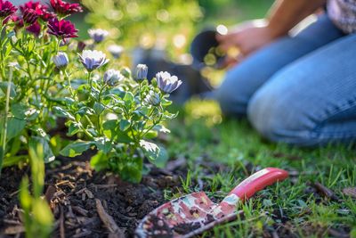 11 Perennials That Should Always Be Mulched in Fall