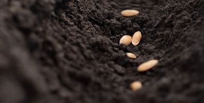 8 Seeds That Germinate Better in Cold Soil
