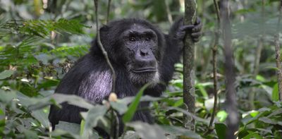 New discovery reveals chimpanzees in Uganda use flying insects to tend their wounds