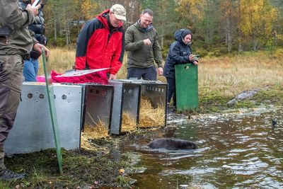 Beavers reintroduced to Scotland’s ‘most beautiful’ glen after 400-year absence