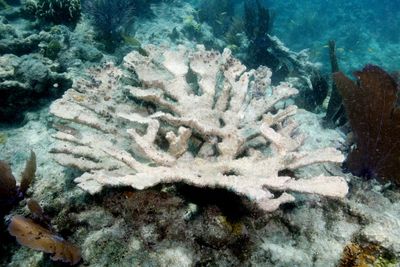 Two crucial Florida coral species left ‘functionally extinct’ by ocean heatwave