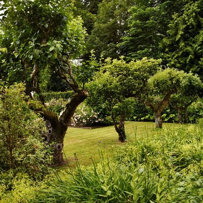 Yes, you can grow a fruit tree in clay soil – but only if you follow these 4 steps