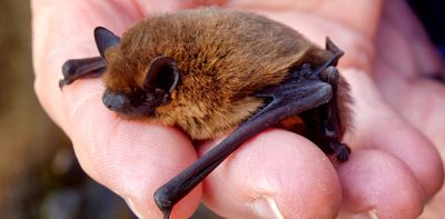 Seven things Halloween and Hollywood get wrong about bats