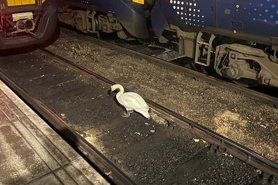 Swan sparks rush-hour disruption at Scotland’s busiest railway station